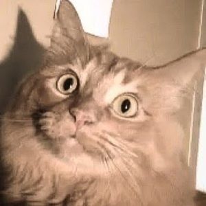 Meet your Posher, Jenny